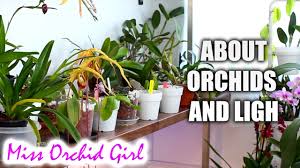 Growing under artificial lights such as hid, cfl or led will give you more choice as you will be able to attempt some of the orchids that prefer stronger lighting. How Much Light Do Orchids Need Low Medium And High Light Orchids Youtube