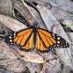 Science Saturday: Monarch Magic!