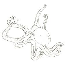 How To Draw An Octopus Octopus Drawing Sea Creatures Drawing Drawings