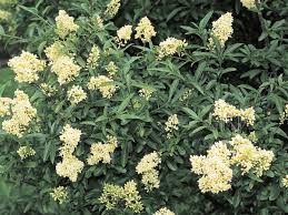 Department of agriculture plant hardiness zones 7 through 11. Privet Ligustrum Southern Living Southern Living