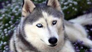 Perro hermoso