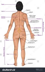 Anatomical names especially the basle nomina anatomica (bna). Surface Anatomy Of Back Anatomy Drawing Diagram