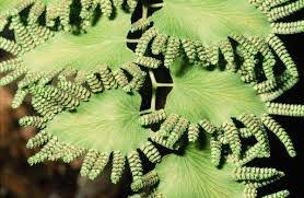 Image result for Lygodiaceae