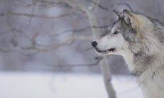 ruyada ucurtma gormek grey wolf wolf photos wolf wallpaper
