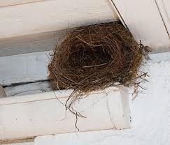 Top 10 pest control experts near you. Wildlife Removal Services Auburn Ny All Seasons Pest Control