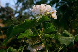 Image result for Malvaceae: Byttnerioideae, Helicteroideae