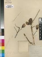 Image result for Hymenocardia acida