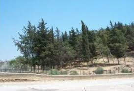 mersin hakkında bilgi ile ilgili görsel sonucu
