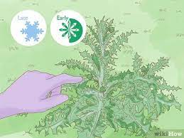 We did not find results for: 10 Effective Ways To Get Rid Of Thistles In Pastures Permanently