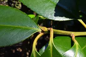 タラヨウ 庭木図鑑 植木ペディア