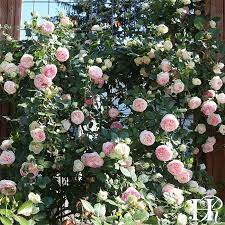 Eden Climber Climbing Roses Trellis Climbing Roses Hybrid Tea Roses