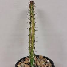 Image result for Euphorbia griseola