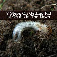 Lawn Grub Worm Control 10 Ways To Get Rid Of Grub Worms Garden Pests Lawn Lawn Care Tips