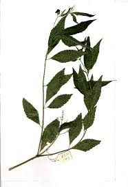 Image result for Hoslundia