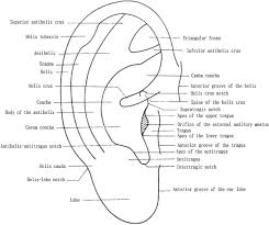 The Similarities Between The World Federation Of Acupuncture