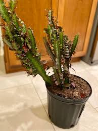 Image result for Euphorbia transvaalensis