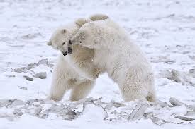Polar bears rely on the ice to travel, hunt seals, breed, and in some cases, den. Polar Bear Facts And Adaptations Ursus Maritimus