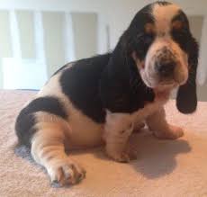 Maybe you would like to learn more about one of these? Basset Hound Puppies For Sale In Corpus Christi Texas Classified Americanlisted Com