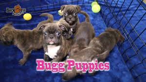 This is the price you can expect to budget for a bugg with papers but without breeding rights nor show quality. Bugg Puppies Youtube