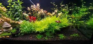 Image result for Heteranthera