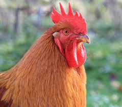 Not only do these parasites live inside the chicken's body but they also can survive in wet moist conditions outside of the body. Guide To Backyard Chicken Diseases Pethelpful
