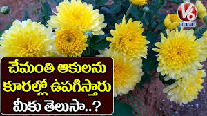 Yellow flowers names in telugu. Interesting Facts Of Flower Chamanthi à°š à°® à°¤ à°ª à°µ à°µ Inti Mokkalu V6 Telugu News Youtube
