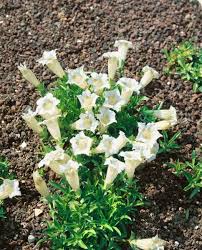 Image result for Gentiana asclepiadea alba