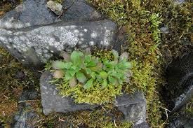 Image result for Arabis alpina
