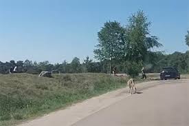 Na een gaslek is woensdagochtend een grote brand uitgebroken in het hoofdgebouw van vakantiepark beekse bergen. Transport Online Zeer Grote Brand Na Gaslek Bij Safaripark Beekse Bergen In Hilvarenbeek Foto S Video