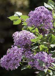 Bloomerang Lilac Enjoy Classic Lilac Fragrance From May Till Frost With This Reblooming Lilac Bloomerang Lilac Lilac Plant Lilac Bushes