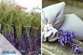 Bis wann kann man lavendel ernten? Lavendel Trocknen Zeitpunkt Zum Lavendelbluten Ernten Talu De