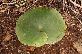 Image result for Holothrix randii