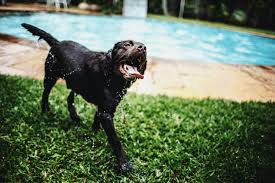 10 Ideas To Landscape Around A Pool In Austin Lawnstarter