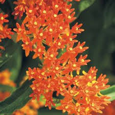 Grow A Garden Hummingbirds Love Hummingbird Cafe Hummingbird Plants Hummingbird Flowers