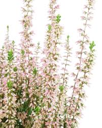 Image result for Calluna vulgaris