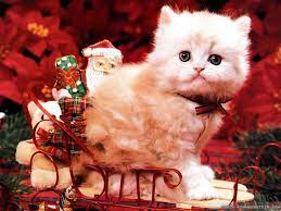 Christmas Kitten Christmas Cats Cat Wallpaper Christmas Animals