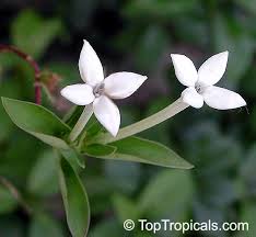 Image result for Bouvardia longiflora