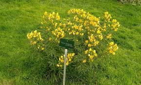 Image result for Senna floribunda