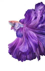 Pierre Bourjo For Telus Fightingfish Cgi Watercolor Fish Betta Fish Fish Drawings