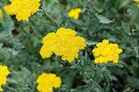 Yellow Yarrow Flowers Green Field Bush Plant Achillea Millefolium Stock Photo Picture And Royalty Free Image Image 91098936