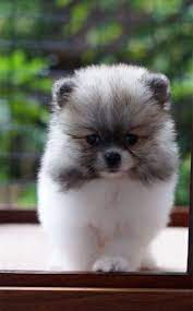 Read on to learn more about teacup puppies and how to choose the right one for your family. Interesting Teacup Pomsky Facts Why You Need One Pomsky