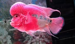 Pin By Des D Y On Underwater Kingdom Colorful Fish Beautiful Fish Fish