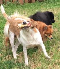 Jun 08, 2021 · find and adopt a pet on petfinder today. Private Gaithersburg Pet Rehoming Services Rehome A Dog Cat Puppy Kitten In Gaithersburg Md