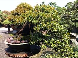 Image result for Diospyros ferrea