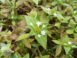 Image result for Richardia brasiliensis