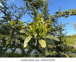 Image result for Gerrardina