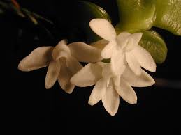 Image result for Angraecum distichum