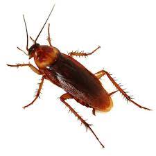 Free shipping & expert advice. Cockroach Control Prevention Minneapolis Adam S Pest Control