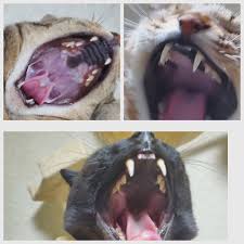 猫 口 の 中 黒い 模様