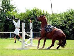 team indiait's a gold at the olympic stadium! Pin On Falling Off Horses